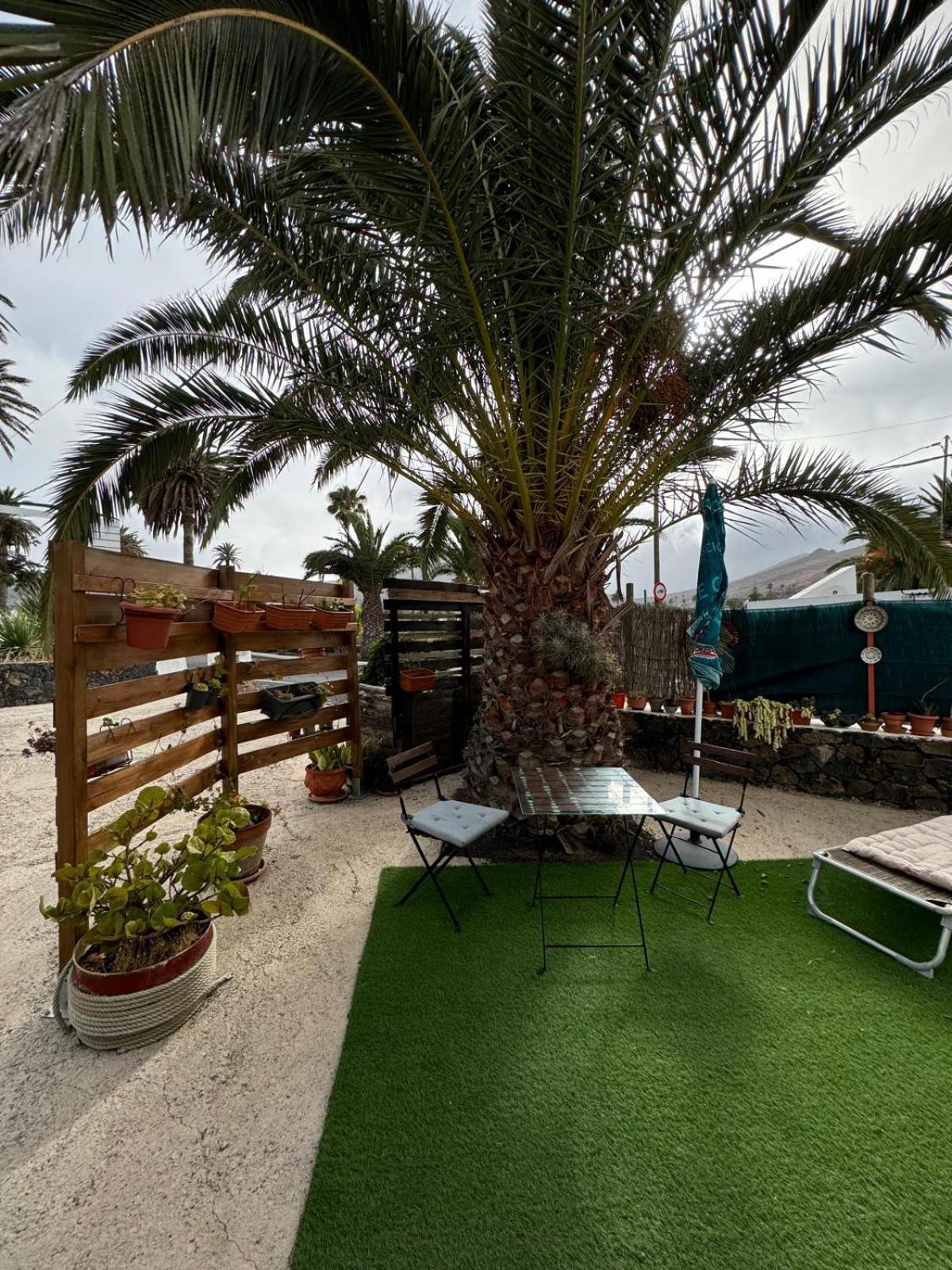Palmera Y Datil Haría